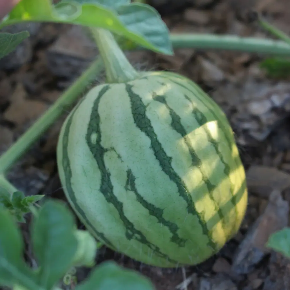 Cultivo de sandía gestionado con soluciones digitales de Vegga para optimizar el riego, la nutrición y la producción de sandías.