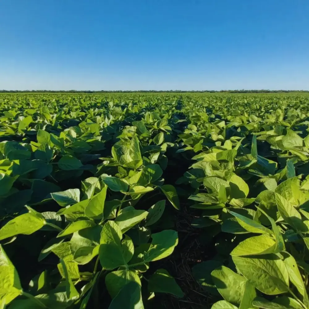 Cultivo de soja gestionado con soluciones digitales de Vegga para optimizar el riego, la nutrición y la producción de soja.