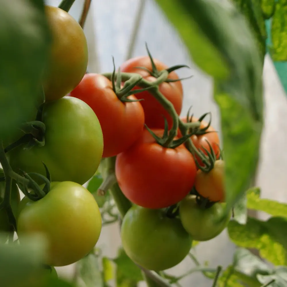Cultivo de tomate gestionado con soluciones digitales de Vegga para optimizar el riego, la nutrición y la producción de tomates.