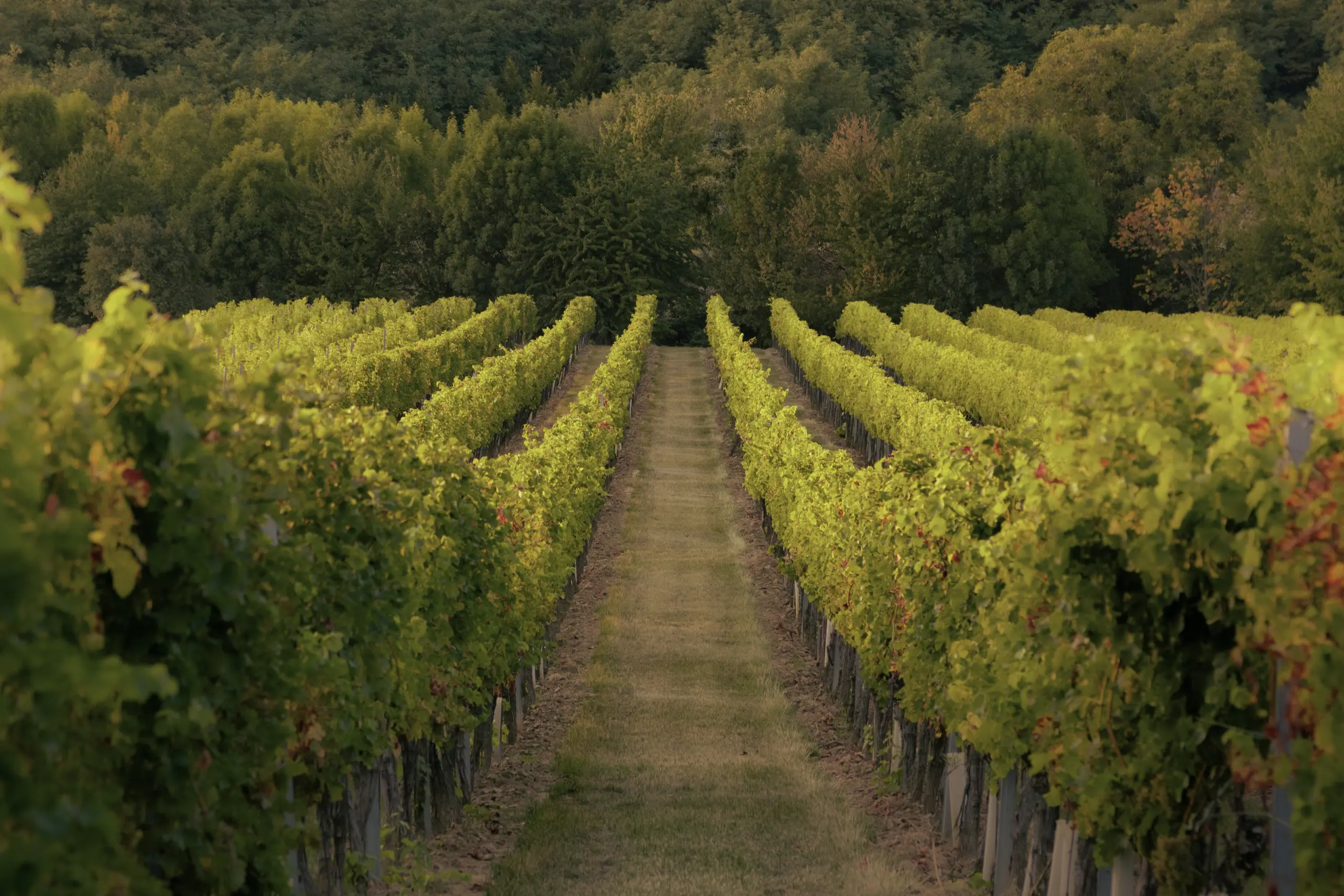 Cultivo de viñedo gestionado con soluciones digitales de Vegga.