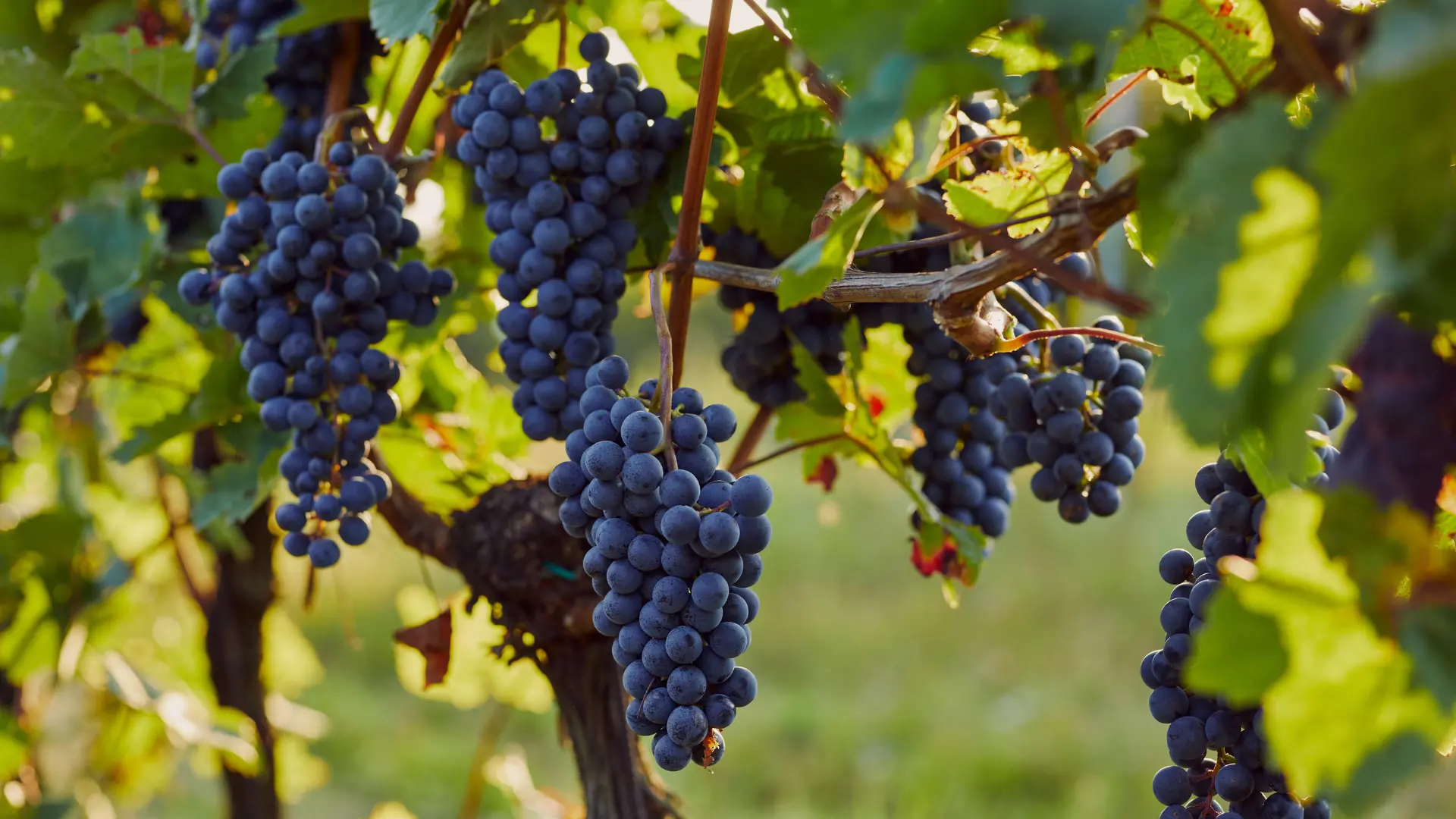 Viñedo gestionado con soluciones digitales de Vegga para optimizar el riego, la nutrición y la producción de uva para vinificación.