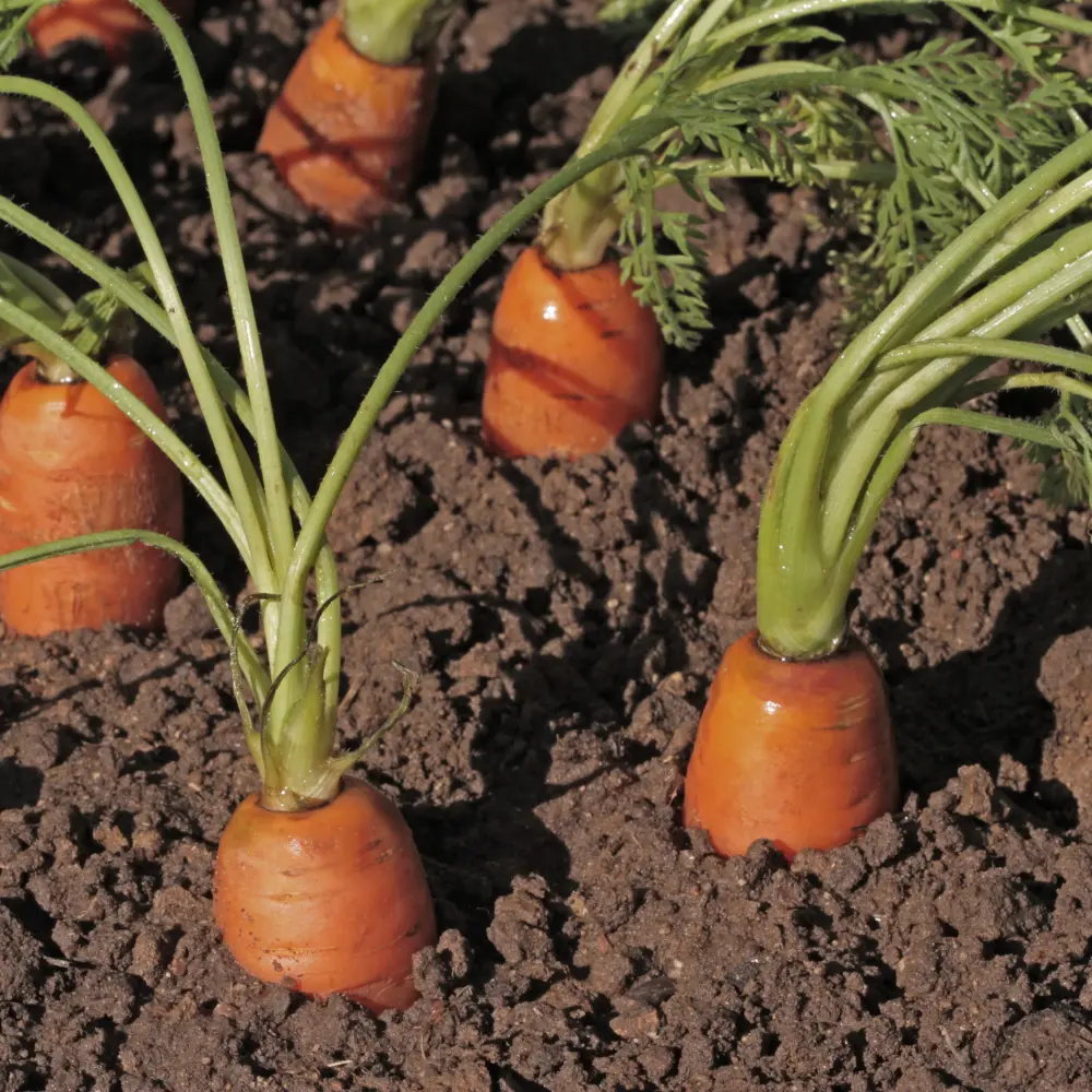Cultivo de zanahoria gestionado con soluciones digitales de Vegga para optimizar el riego, la nutrición y la producción de zanahorias.