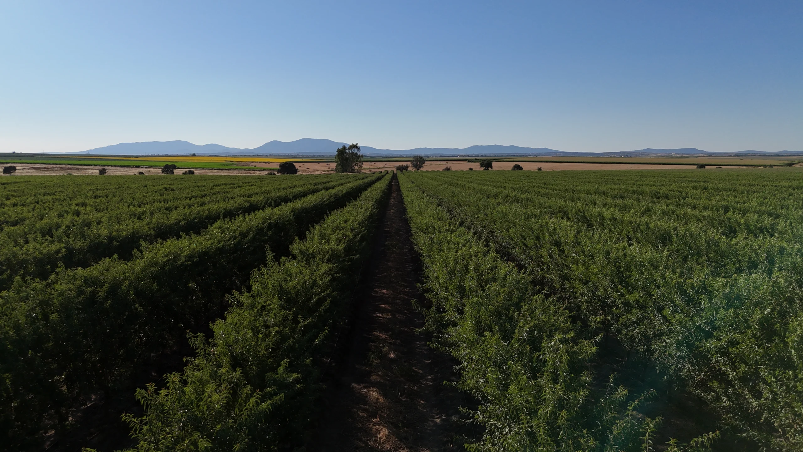 Caso de éxito Terranostra en agricultura con tecnología digital.