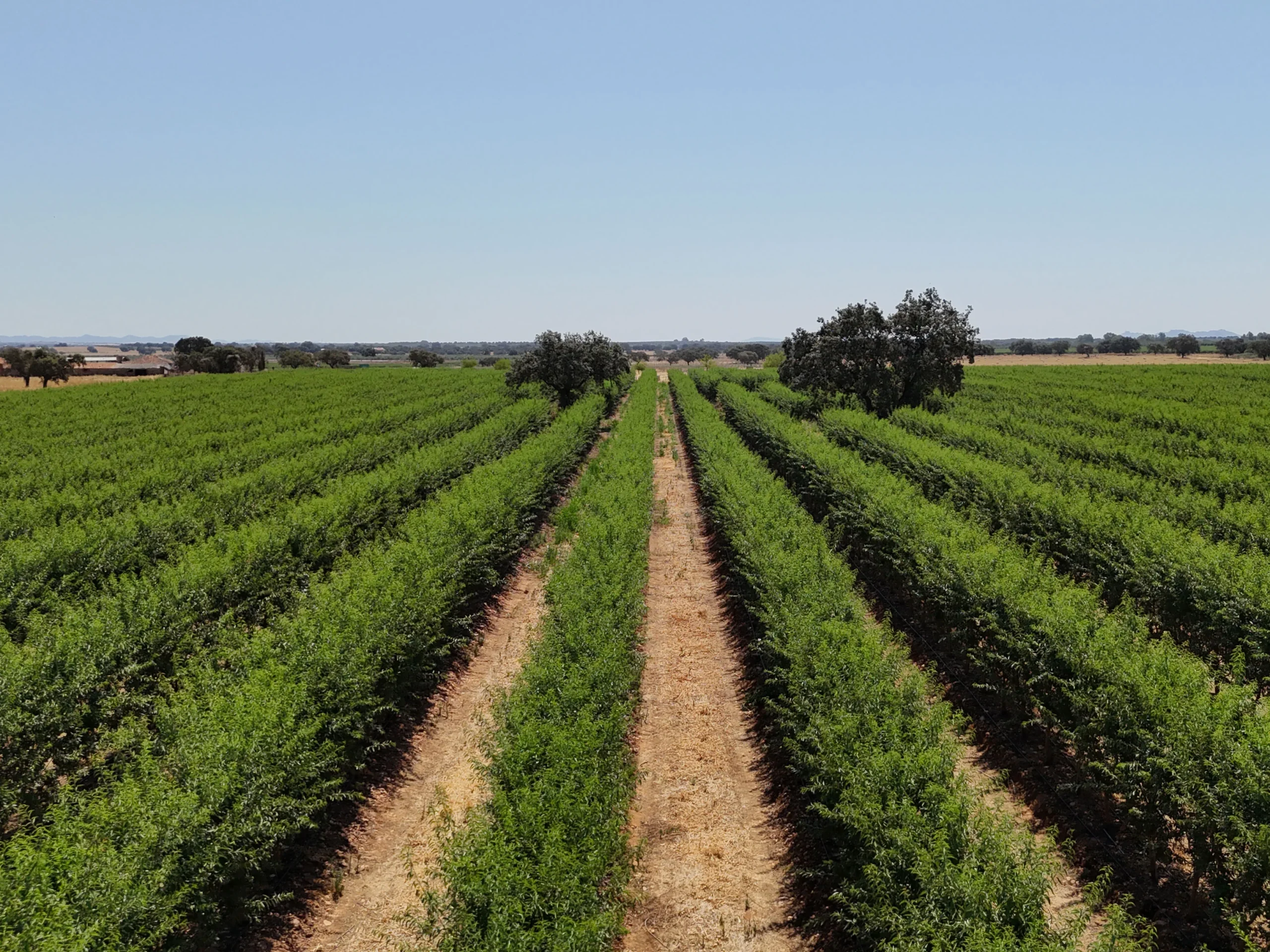 Caso de éxito Terranostra en agricultura de precisión con Vegga.