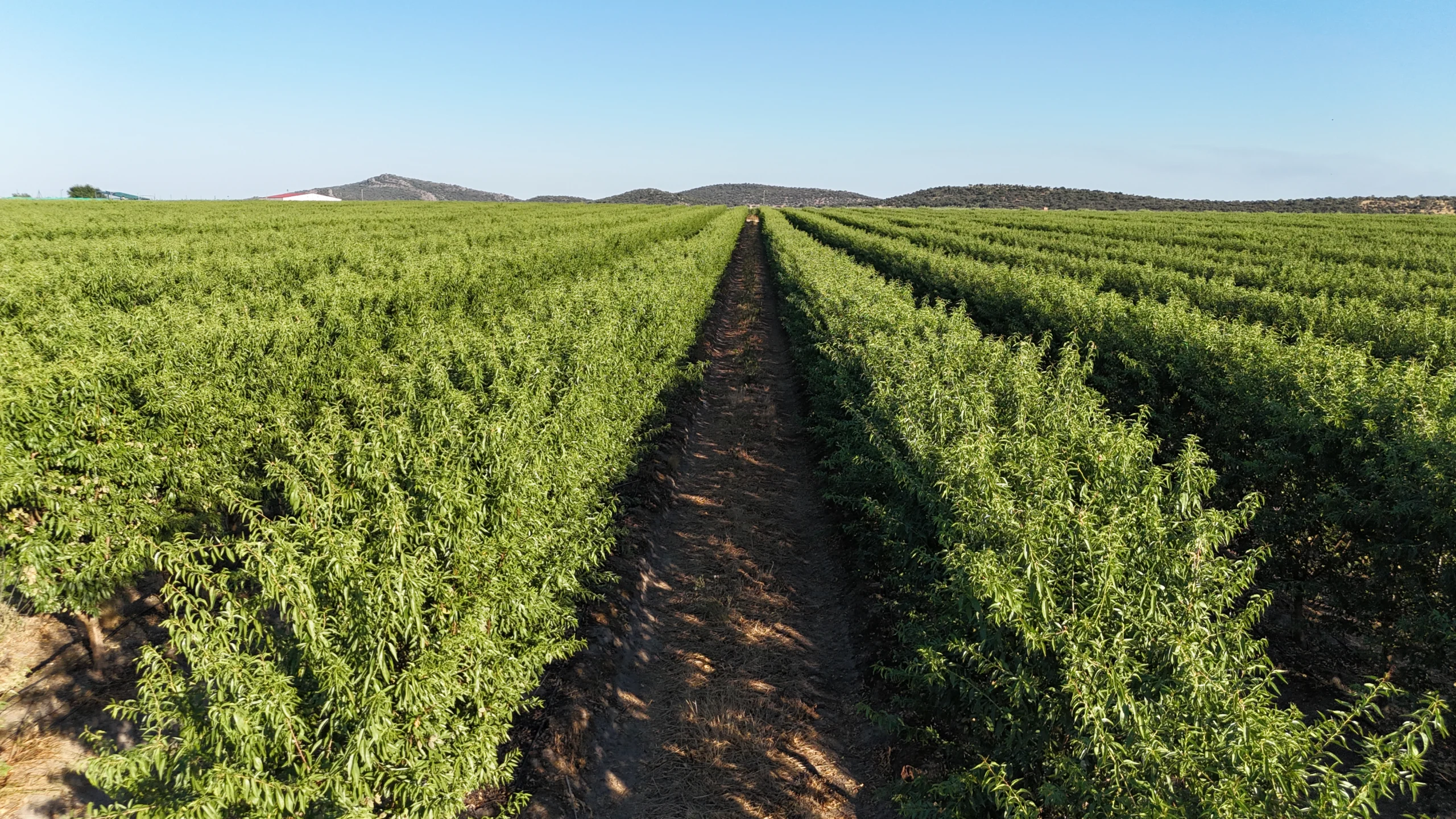 Caso de éxito Terranostra en agricultura de precisión con Vegga.