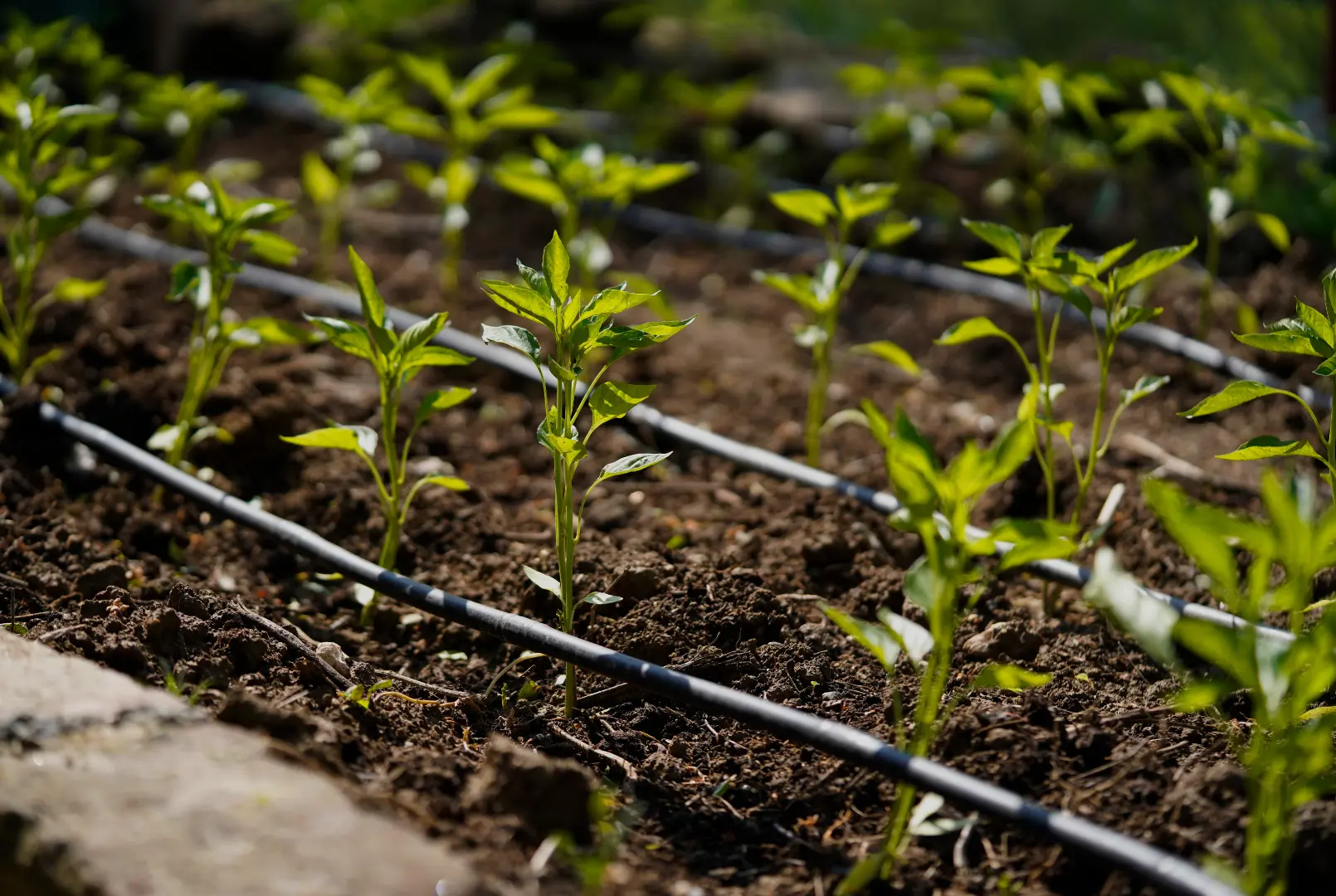 Control de riego con soluciones digitales de Vegga en agricultura de precisión.