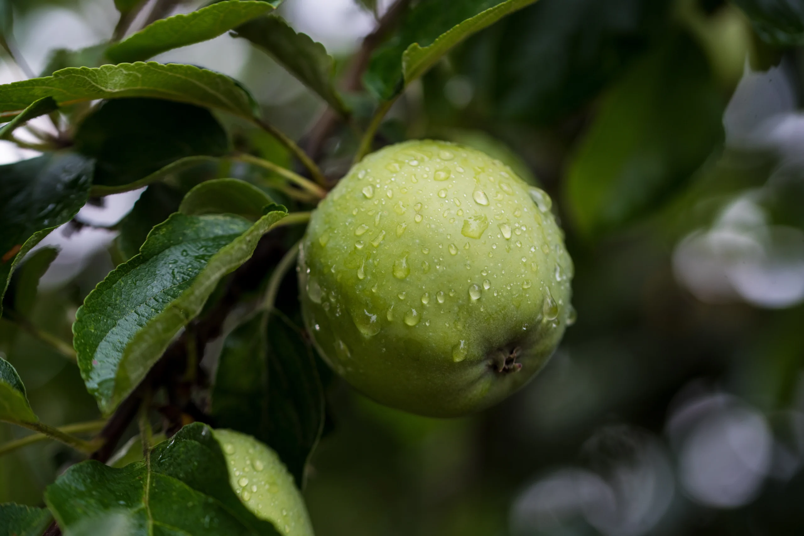 Cultivo frutal en explotación agrícola.
