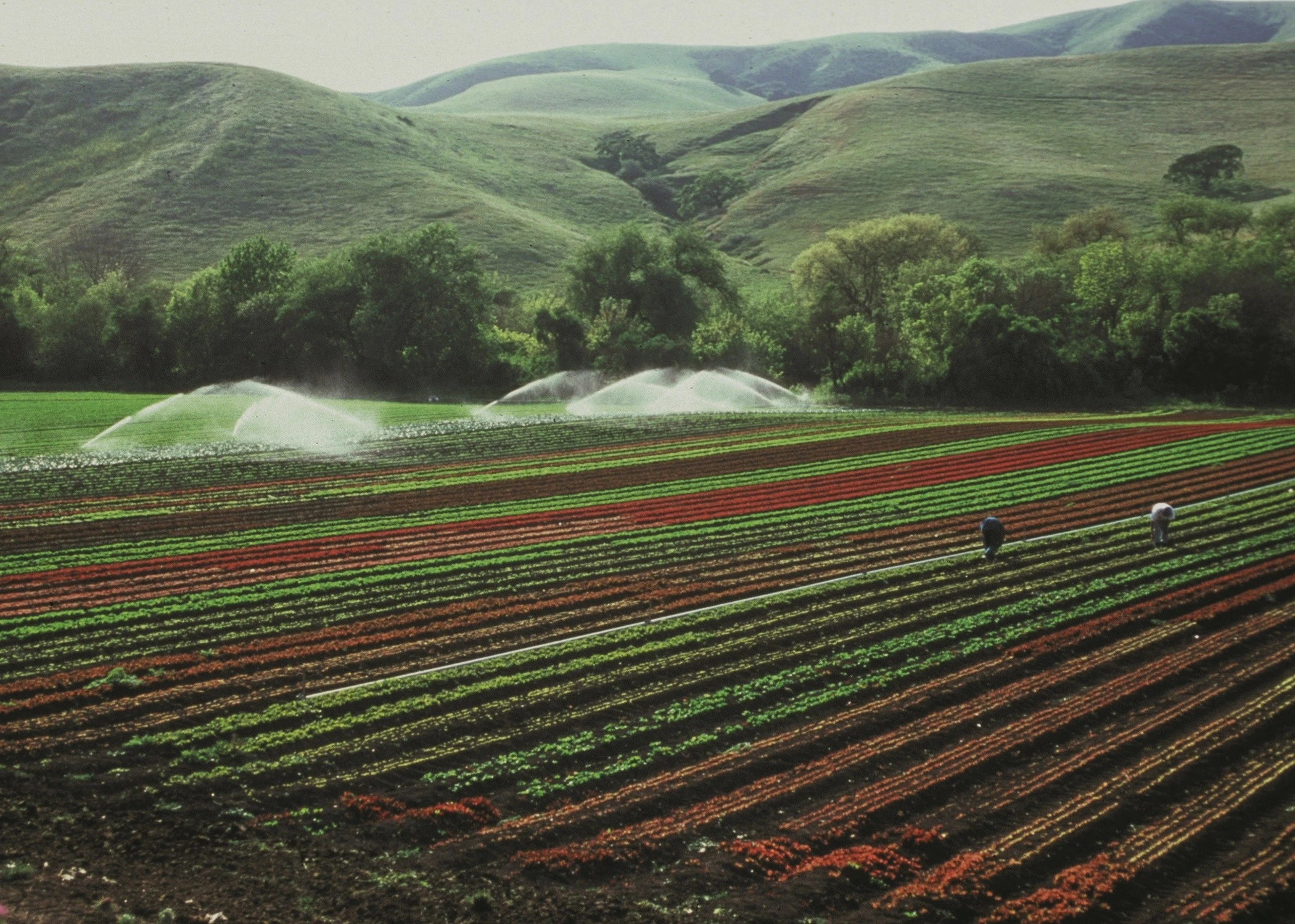 Riego de precisión en agricultura moderna.