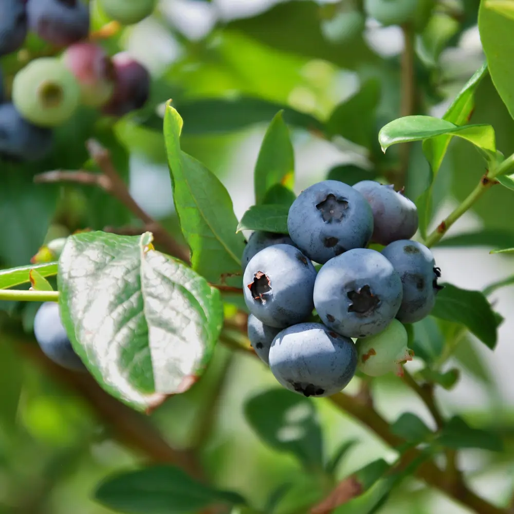 Cultivo de arándanos gestionado con soluciones digitales de Vegga para optimizar el riego, la nutrición y la producción de frutos rojos.