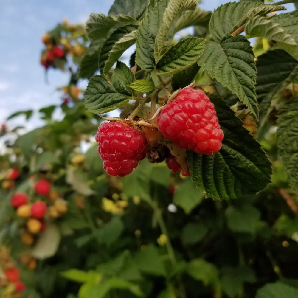 Cultivo de frambuesas gestionado con soluciones digitales de Vegga para optimizar el riego, la nutrición y la producción de frutos rojos.