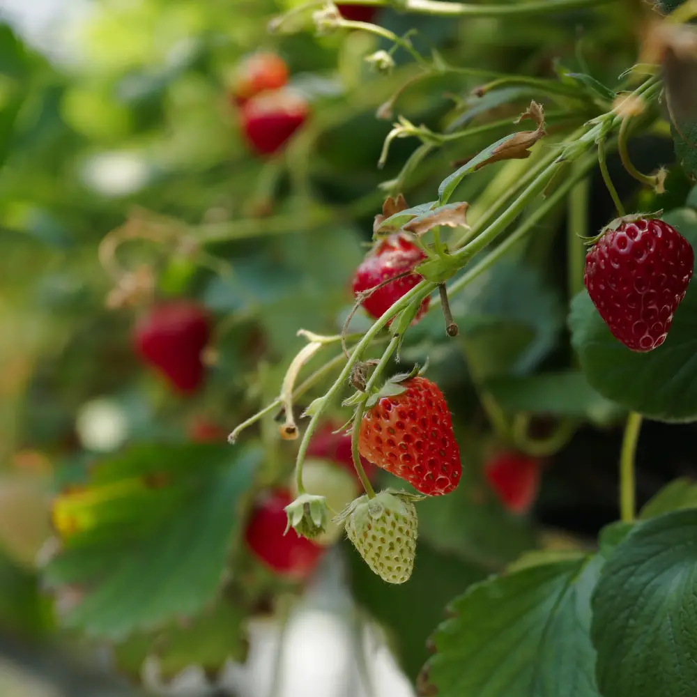 Cultivo de fresas gestionado con soluciones digitales de Vegga para optimizar el riego, la nutrición y la producción de frutos rojos.