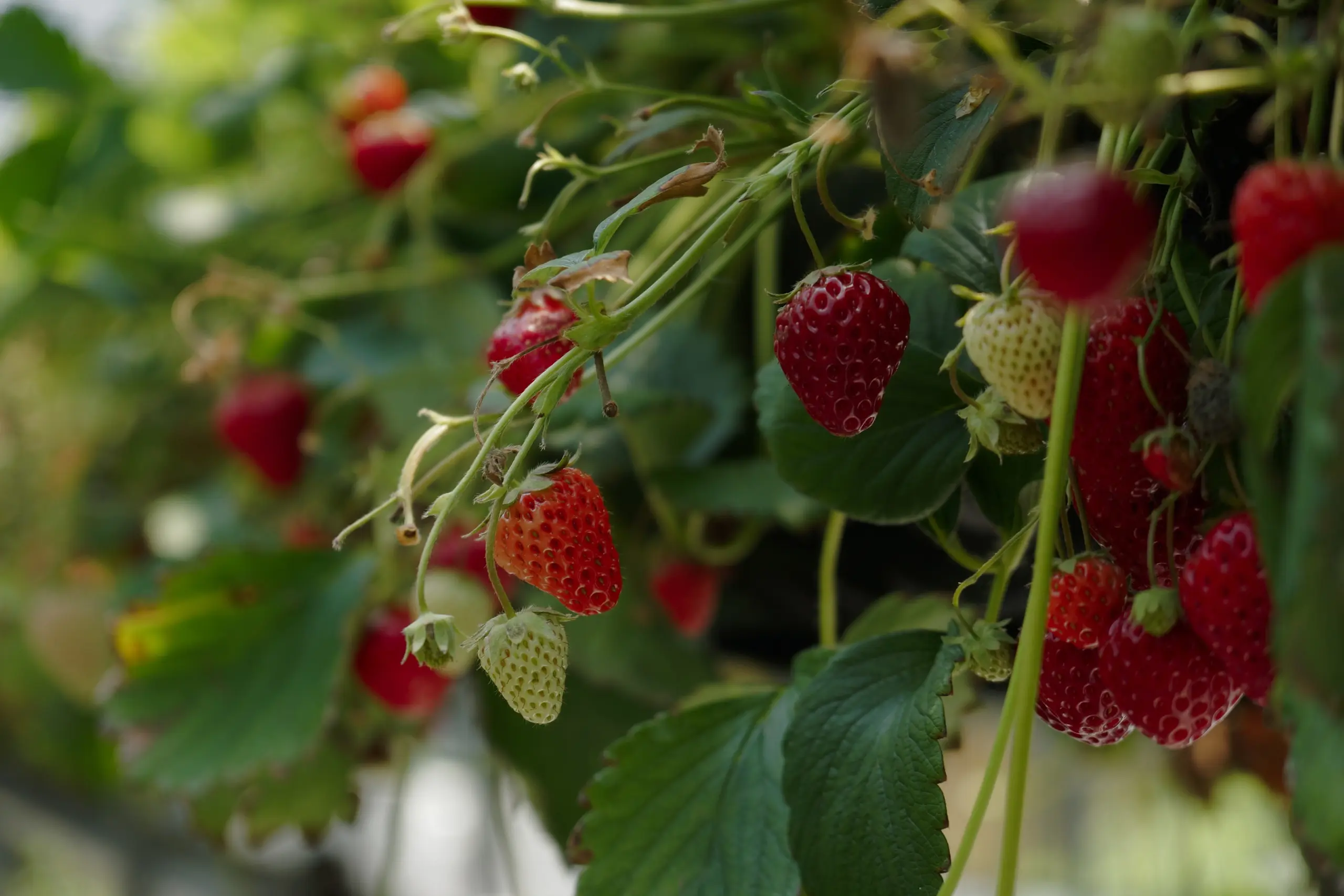 Cultivo de frutos rojos gestionado con soluciones digitales de Vegga.