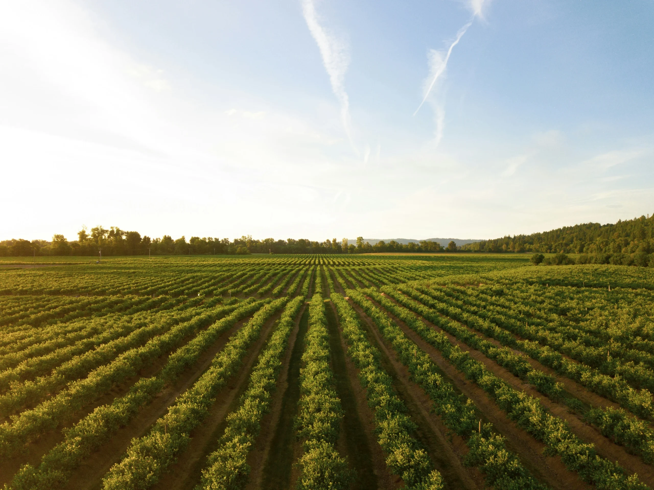Gestión de fincas y reportes agrícolas con Vegga.