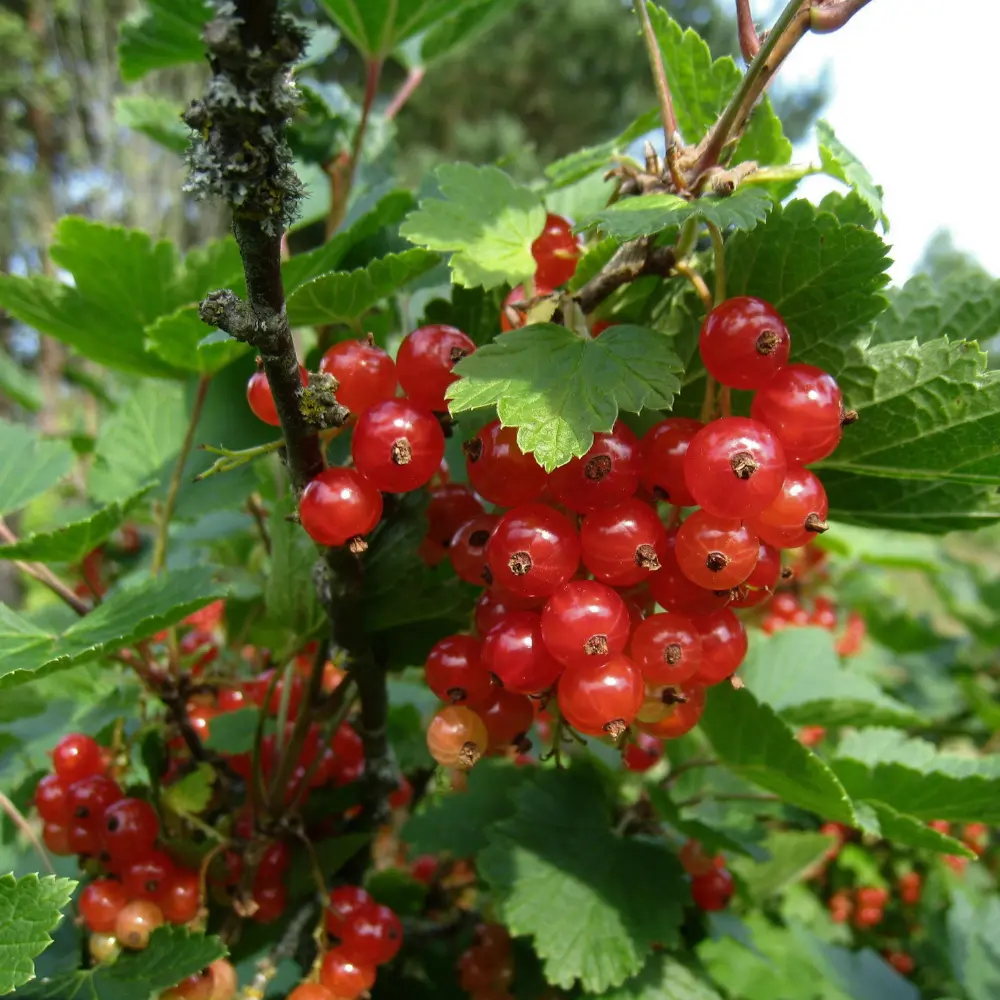 Cultivo de grosellas gestionado con soluciones digitales de Vegga para optimizar el riego, la nutrición y la producción de frutos rojos.