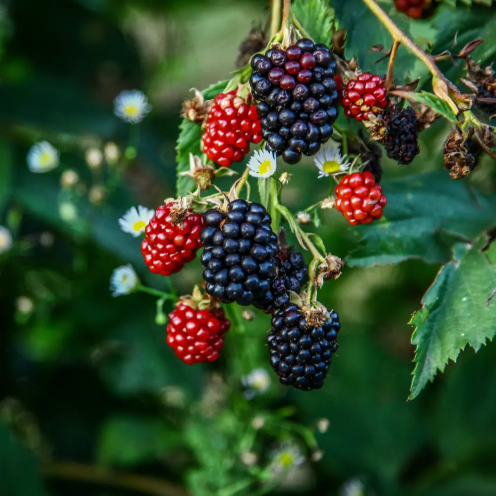 Cultivo de moras gestionado con soluciones digitales de Vegga para optimizar el riego, la nutrición y la producción de frutos rojos.