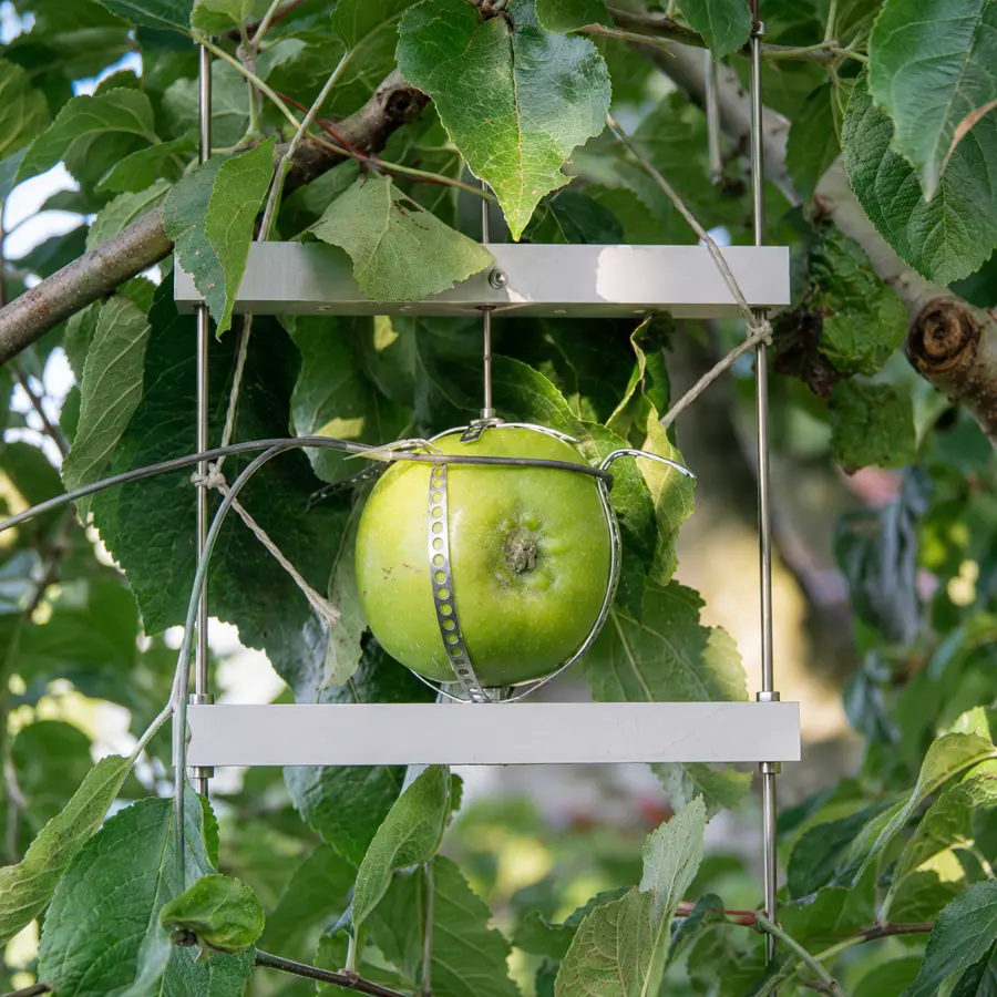 Dendrómetro de fruto para monitorización del crecimiento con Vegga.
