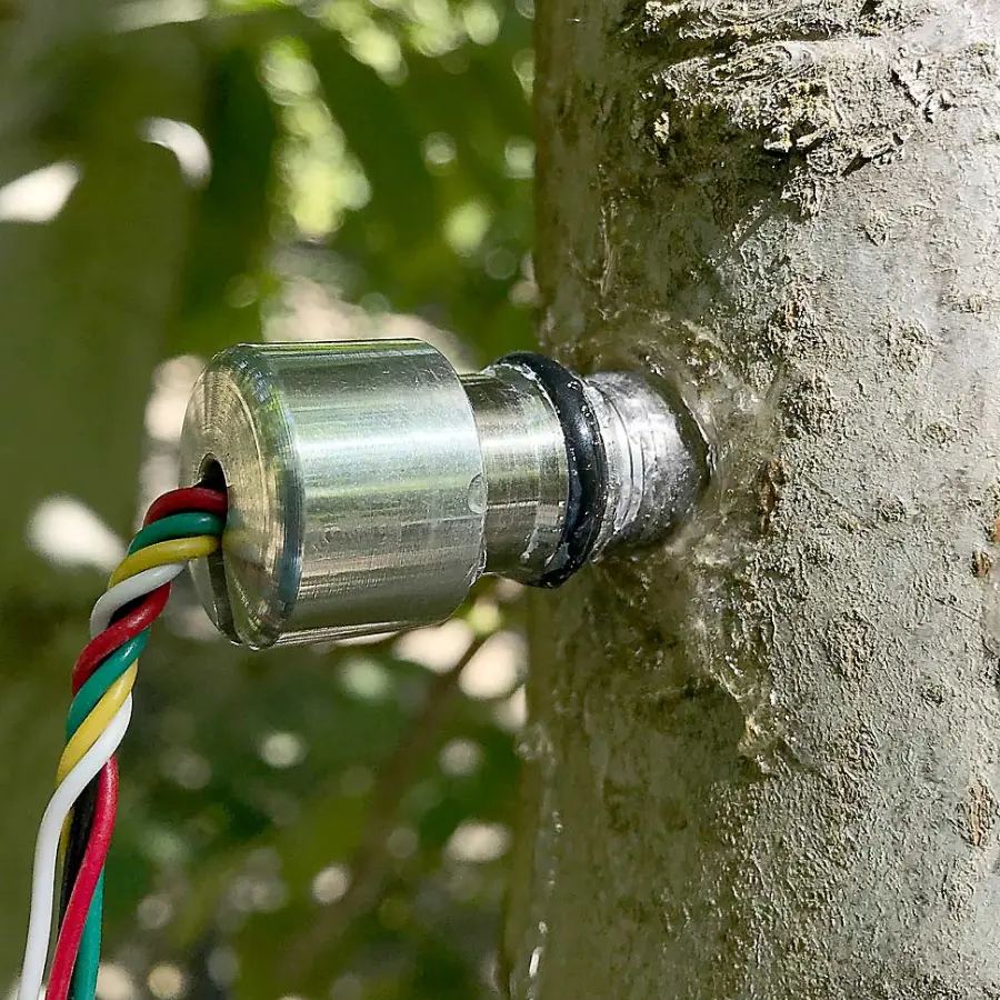 Sensor de potencial hídrico en tronco instalado en cultivo leñoso para monitorizar el estado hídrico del árbol y optimizar el riego con soluciones digitales de Vegga.