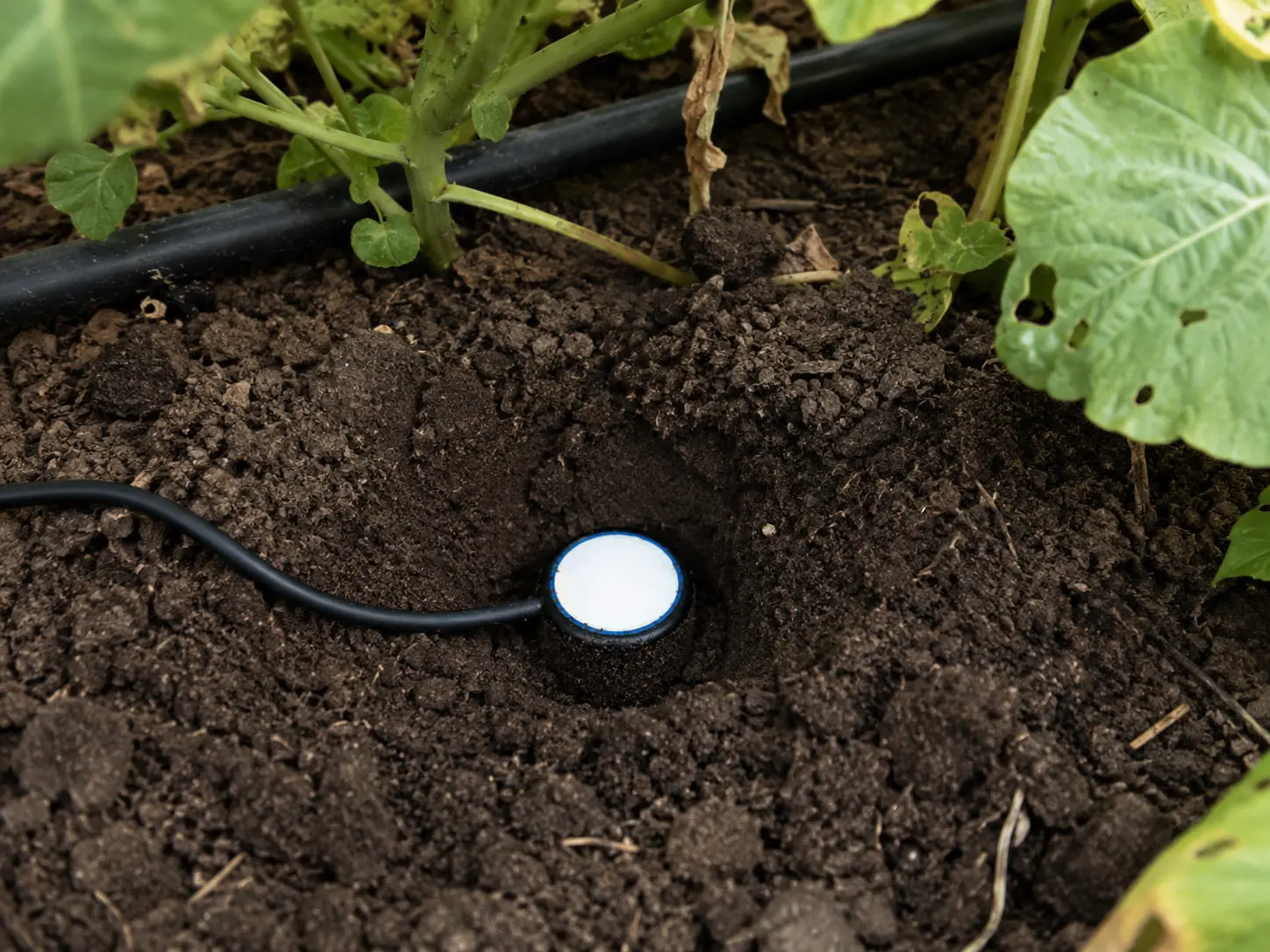 Sonda de suelo Sentek instalada en campo agrícola para monitorizar la humedad del suelo y optimizar el riego con soluciones digitales de Vegga.