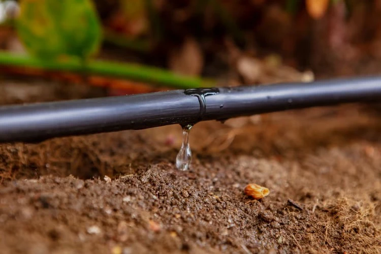 Sistema de riego por goteo Netafim gestionado con soluciones digitales de Vegga para optimizar el uso del agua y la fertirrigación en agricultura de precisión.